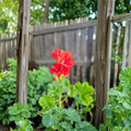 Organic Red Geranium Live Plant in 2-Inch Pot, Vibrant Red Blooms, Indoor & Patio Flowering Pelargonium spp.