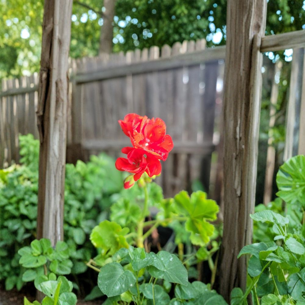 Organic Red Geranium Live Plant in 2-Inch Pot, Vibrant Red Blooms, Indoor & Patio Flowering Pelargonium spp.
