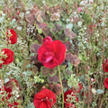 Geranium Brocade Cherry Night Live Plant – Decorative Foliage Pelargonium in 2" Pot for Gardens & Indoor Displays