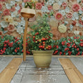 Tomato Seeds - Cherry Grape Geranium Kiss, Early Blight Resistant, Compact Determinate, Solanum lycopersicum, 100 Seeds