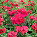 Double Bright Pink Geranium Cuttings – 5 Pelargonium Starter Plants for Large Double Pink Blooms, Patio & Container Gardening
