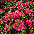 Escallonia Redclaws Live Evergreen Shrub – Pink Red Flowers, Dense Hedge Plant, Ornamental Garden & Landscape, Hardy Outdoor Plant