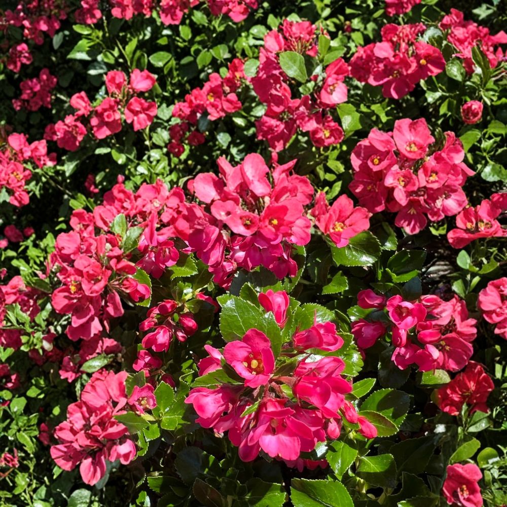 Escallonia Redclaws Live Evergreen Shrub – Pink Red Flowers, Dense Hedge Plant, Ornamental Garden & Landscape, Hardy Outdoor Plant