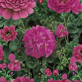 Pink Geranium Seeds – Maverick Pelargonium Zonal Flower Seeds for Pots & Gardens – Easy to Grow, Vibrant Pink Blooms, 100 Pack