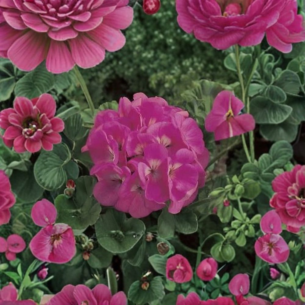 Pink Geranium Seeds – Maverick Pelargonium Zonal Flower Seeds for Pots & Gardens – Easy to Grow, Vibrant Pink Blooms, 100 Pack