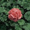 Ringo 2000 Light Salmon Geranium Seeds – Zonal Pelargonium for Pots & Baskets, Pink Flowers, Pelargonium x hortorum