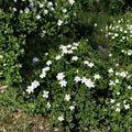 Gardenia Seeds | Fragrant White Flowering Shrub | Evergreen Ornamental Plant | Gardenia jasminoides