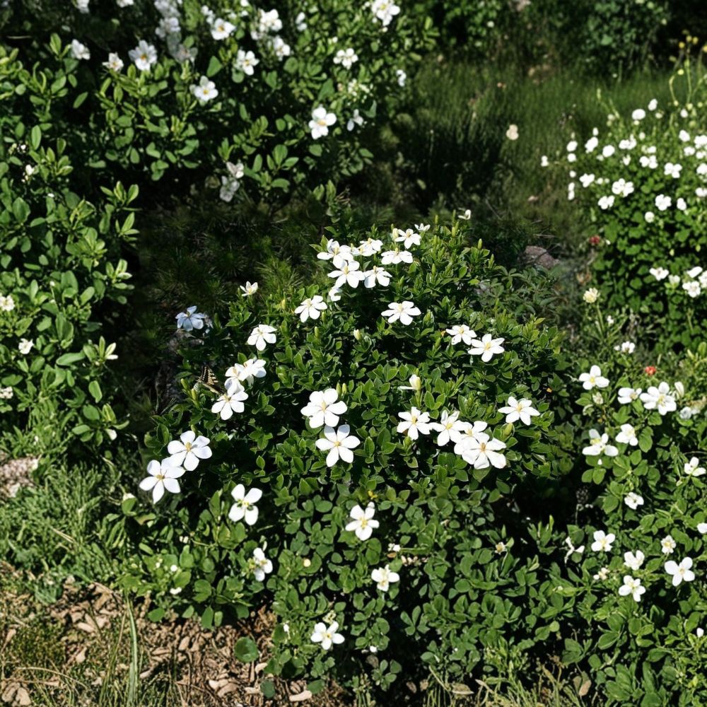 Gardenia Seeds | Fragrant White Flowering Shrub | Evergreen Ornamental Plant | Gardenia jasminoides