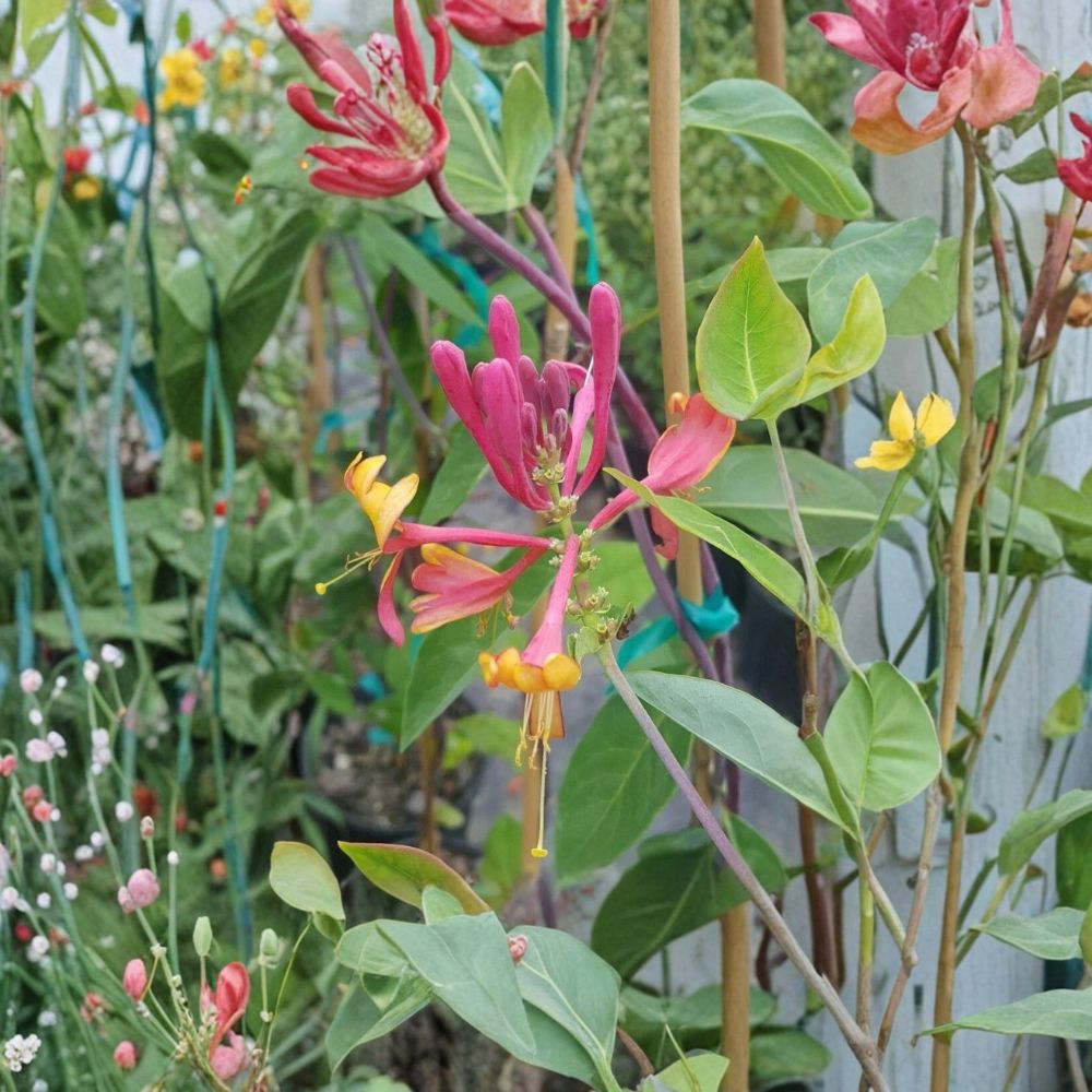 Pink Lemonade Honeysuckle Vine – 3 Gallon Live Climbing Plant with Fragrant Pink Flowers, Hummingbird and Butterfly Attractant, Lonicera sp.
