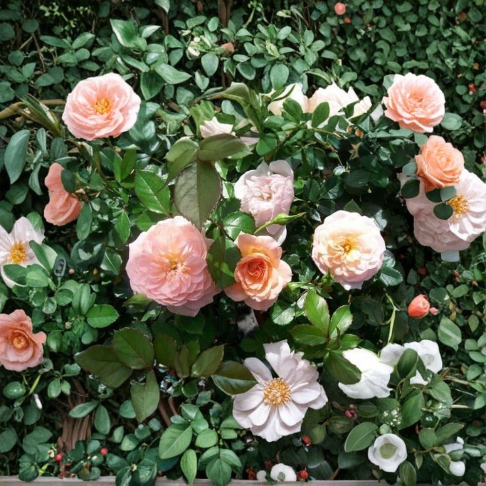 Apricot Drift Rose – Rosa Hybrid Live Shrub, Groundcover Flowering Plant, Disease-Resistant, 3 Gallon Container