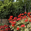 Geranium Seeds – Glitterati Ice Queen Pelargonium spp. for Patio & Container Gardens, Vibrant Blooms, Easy to Grow