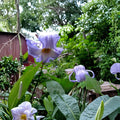 Clematis crispa Blue Jasmine Seeds – Native Perennial Vine, Fragrant, Pollinator Friendly, Organic, 10 Seeds