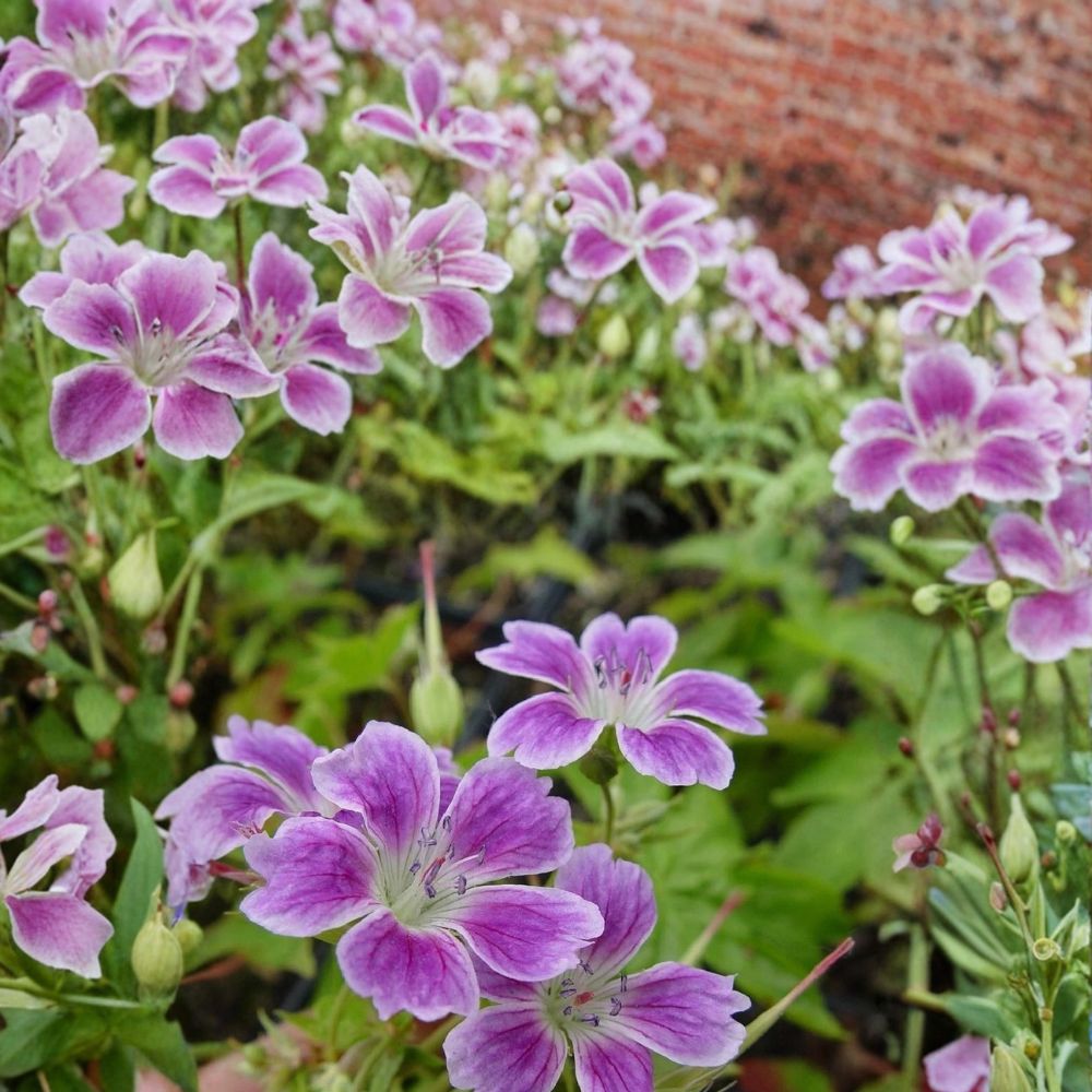 Whiteleaf Geranium Seeds – Pelargonium x hortorum for Gardens & Containers, 25+ Seeds, Vibrant Blooms & Foliage