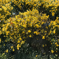 Carolina Jasmine Vines Set of 6 | Gelsemium sempervirens Live Starter Plants | Yellow Climbing Vines for Garden & Trellis