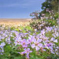 Prelude Geranium Seeds – 25+ Premium Flower Seeds for Garden, Patio & Balcony | Pelargonium spp.