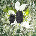 Fujiminori Grape Vine Live Plant | Japanese Table Grape | Extra Large Ping Pong Berries | Sweet Premium Variety
