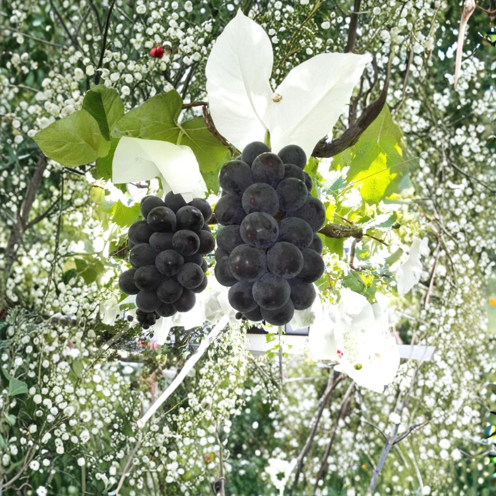 Fujiminori Grape Vine Live Plant | Japanese Table Grape | Extra Large Ping Pong Berries | Sweet Premium Variety