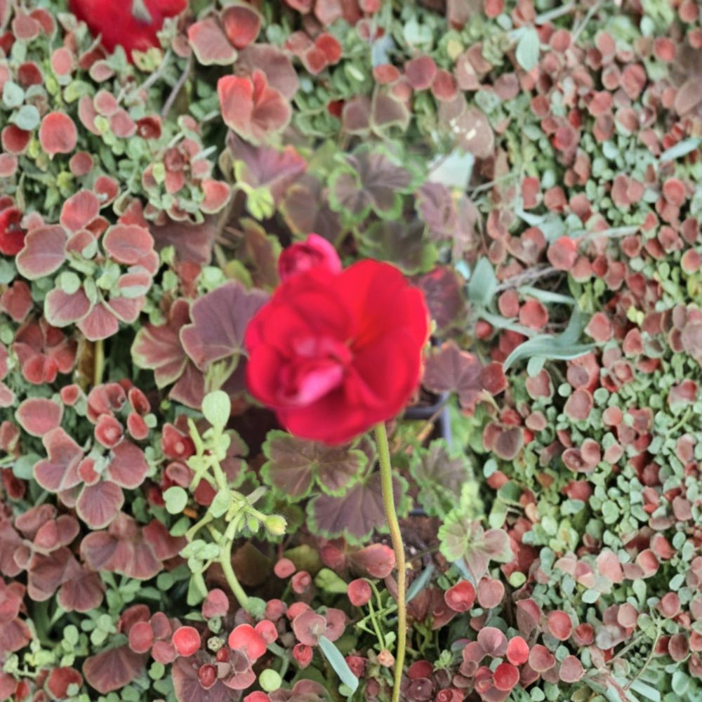 Geranium Brocade Cherry Night Live Plant | 2-Inch Pot | Cherry Red Blooms & Dark Foliage | Patio & Container Garden Plant | Pelargonium spp.