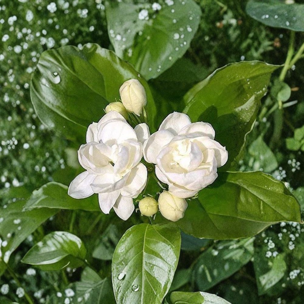 Jasmine Seeds – Fragrant White Flowers, Indoor & Outdoor Garden Plant, Jasminum spp., 25 Seeds