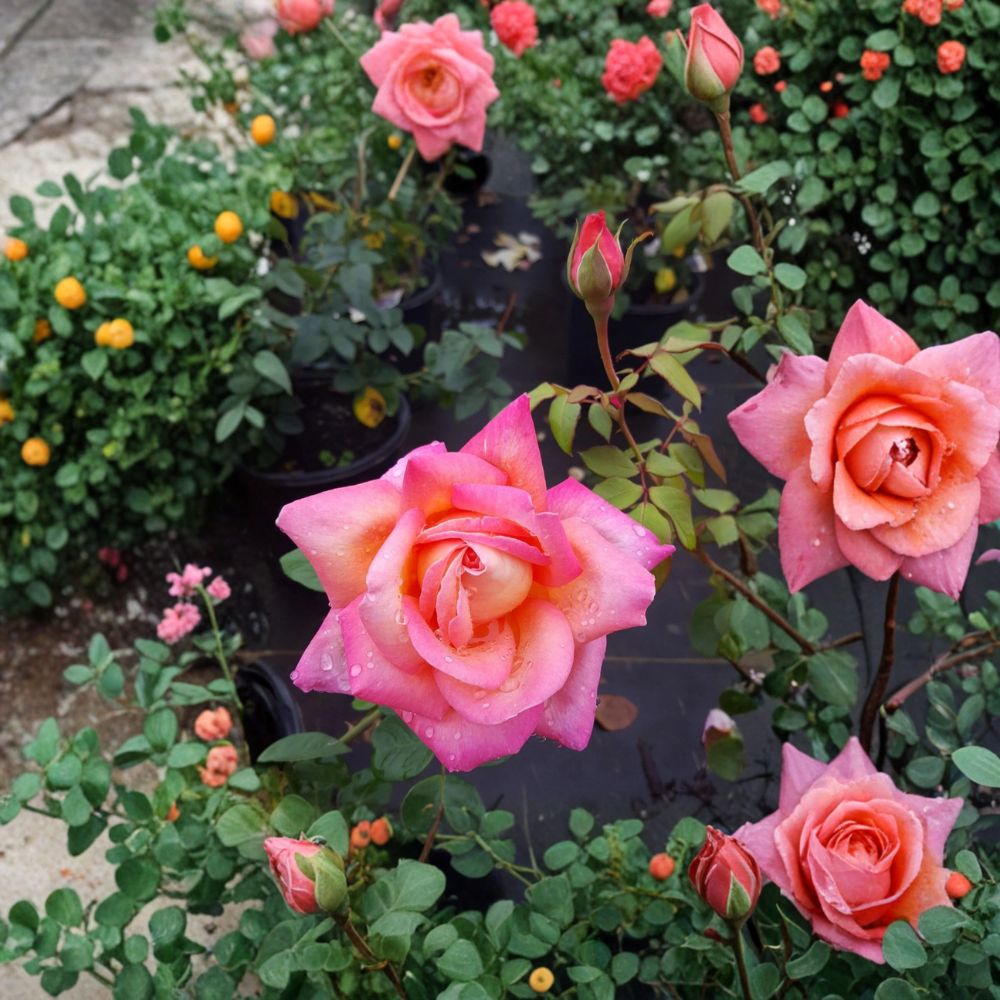 Broadway Hybrid Tea Rose Plant – 3 Gallon, Golden Yellow Pink Blooms, Rosa Flowering Bush for Garden & Landscape