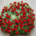 Mountie Red Ivy Geranium Cuttings – 8 Fresh Pelargonium peltatum Trailing Scarlet Red Blooms for Rooting