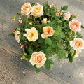 Southern Peach Apricot Rose Bush – Miniature Yellow Flowering Garden Rose Plant, 3 Gallon Container, Rosa hybrid