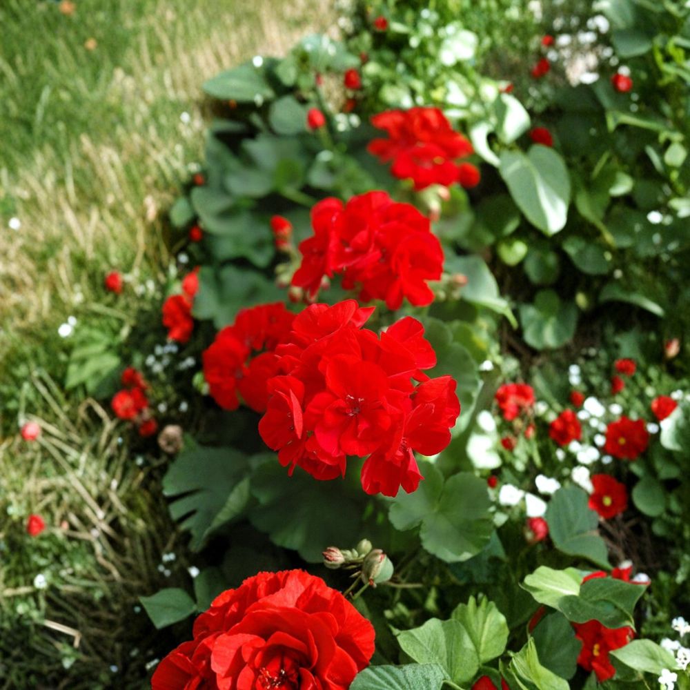 Red Geranium Cuttings – 20 Pelargonium Propagation Clippings for Flowering Patio & Garden