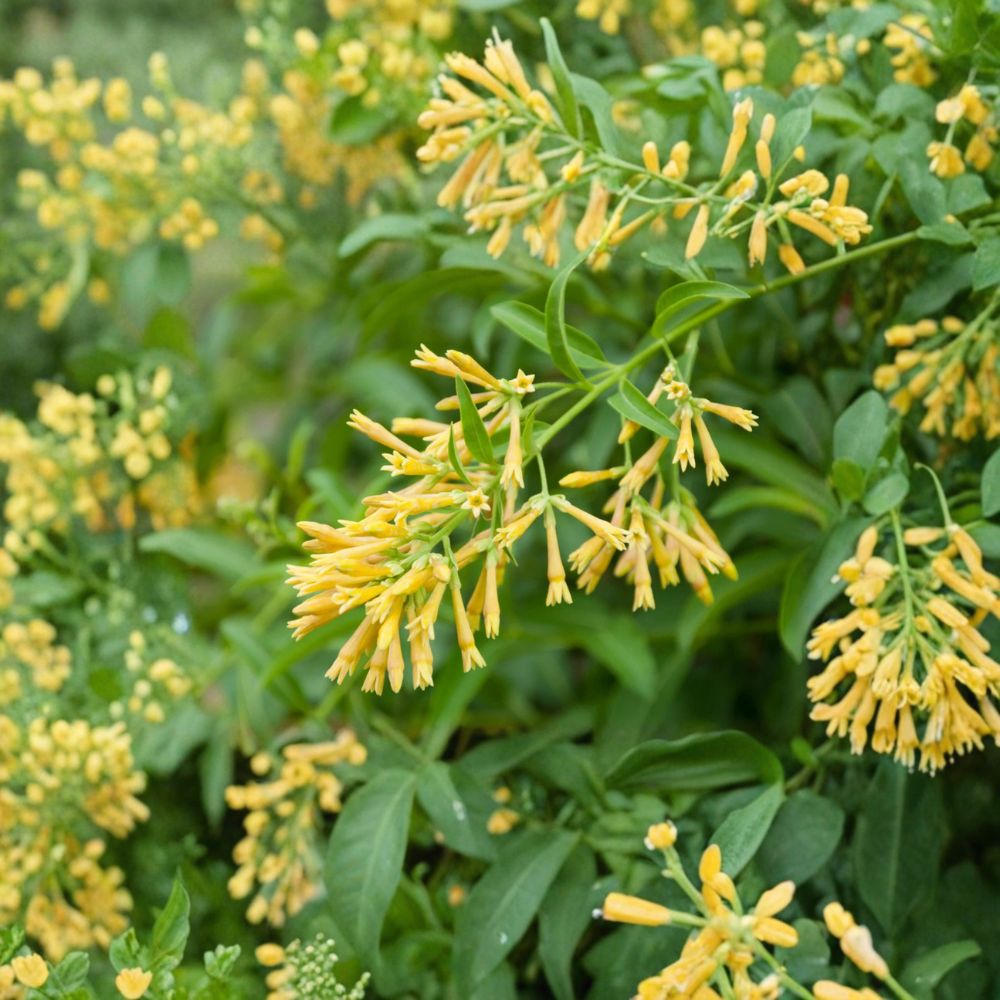 Night Blooming Jasmine Live Plant – Cestrum nocturnum Fragrant Shrub for Garden & Patio