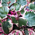 Strawberry Begonia Live Plants – Saxifraga stolonifera, 4-Pack in 2-Inch Pots, Rare Trailing Indoor & Outdoor Houseplant