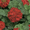 Geranium Seeds – Ringo Deep Scarlet Pelargonium × hortorum Flower Seeds for Patio & Window Boxes, 15 Pack