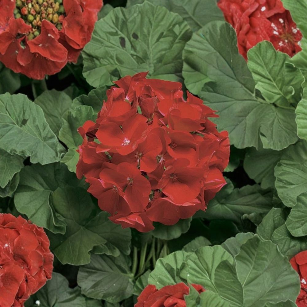 Geranium Seeds – Ringo Deep Scarlet Pelargonium × hortorum Flower Seeds for Patio & Window Boxes, 15 Pack