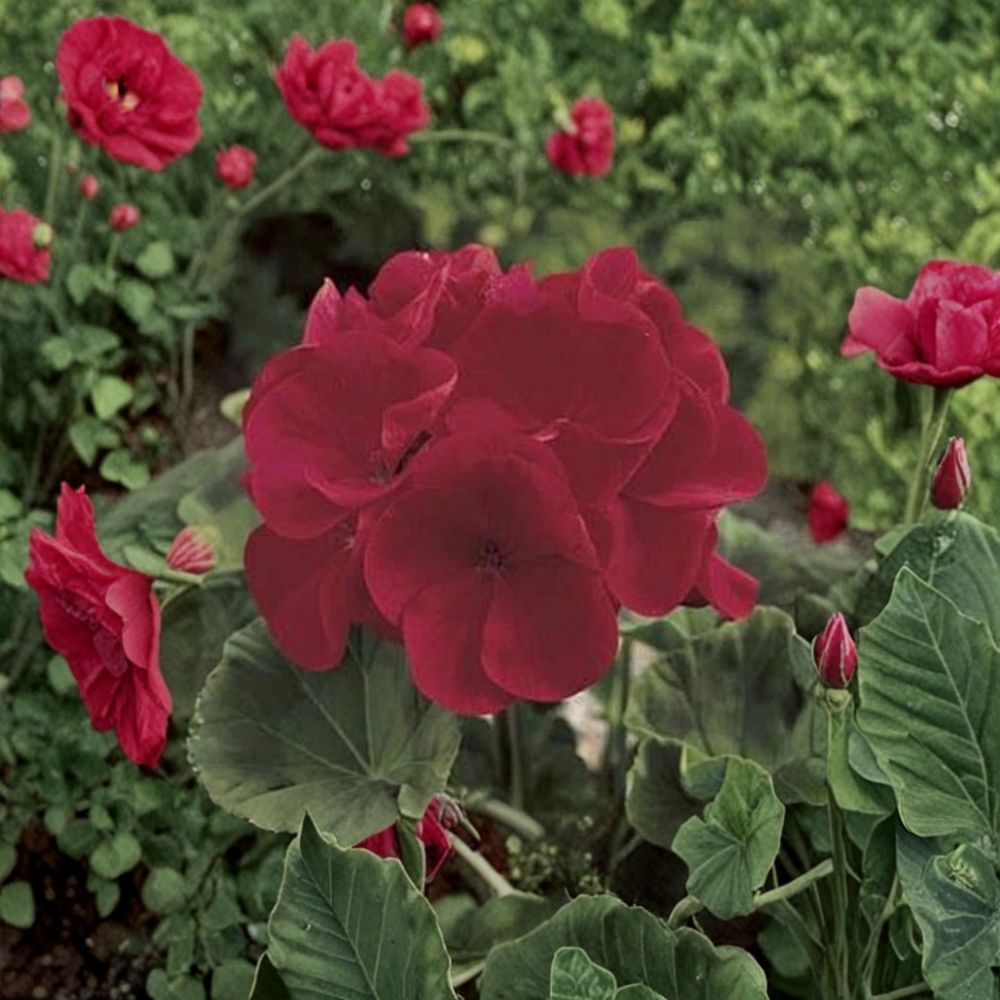 Red Geranium Seeds – Maverick Series Pelargonium x hortorum, Patio & Container Plant, Deep Red Blooms, Easy to Grow, 10 Seeds