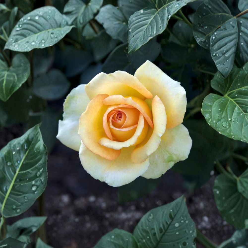Gold Medal Grandiflora Rose Live Plant – 3 Gallon Bush, Yellow Orange Blooms, Rosa 'Gold Medal' Shrub for Garden & Landscape