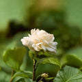 Little Duke Jasmine Plant – Jasminum sambac Live 8-12 Inch Pot, Fragrant Double White Flowers, Cold Tolerant Arabian Jasmine, Indoor Outdoor