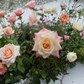 Peace Rose Live Bush Plant – 2 Gallon Hybrid Tea Rose with Yellow Pink Blooms – Rosa 'Peace' for Garden & Landscape