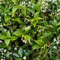 Confederate Star Jasmine Live Plant | 4-6 Inch Fragrant White Flowering Vine | Trachelospermum jasminoides for Garden & Patio