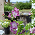 Mottisfont Rose Geranium Seeds – Pelargonium Flower Seeds for Garden, Patio & Containers, 25+ Premium Seeds