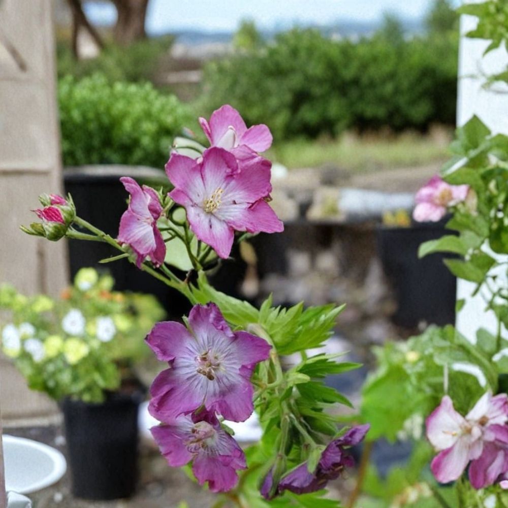 Mottisfont Rose Geranium Seeds – Pelargonium Flower Seeds for Garden, Patio & Containers, 25+ Premium Seeds