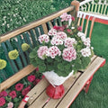 Geranium Seeds – Maverick Star Blush Pink Zonal Pelargonium for Pots & Borders – 100 Seeds