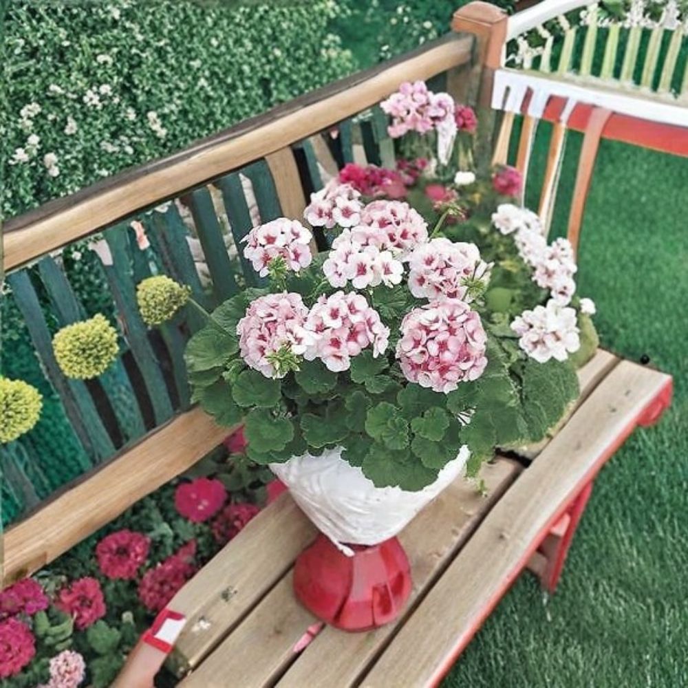 Geranium Seeds – Maverick Star Blush Pink Zonal Pelargonium for Pots & Borders – 100 Seeds