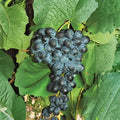 Faith Seedless Grape Cuttings 5 Pack | Vitis hybrid 'Faith' White Table Grape | Early Ripening, Cold Hardy Vine