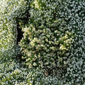 Cold Hardy Star Jasmine Plant Starter | Trachelospermum jasminoides ‘Madison’ | Fragrant Evergreen Vine for Zone 7