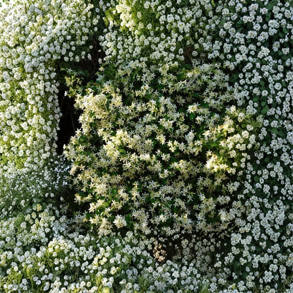 Cold Hardy Star Jasmine Plant Starter | Trachelospermum jasminoides ‘Madison’ | Fragrant Evergreen Vine for Zone 7