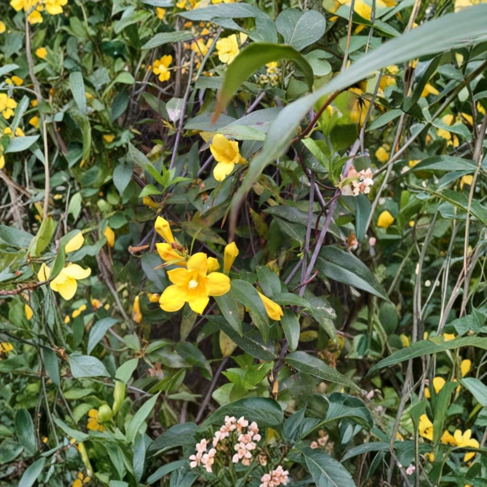 Carolina Yellow Jasmine Seeds | Gelsemium sempervirens | Fragrant Evergreen Climbing Vine | Fast Growing, Drought Tolerant, USA Grown