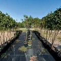 J.H. Hale Peach Tree – Live Fruit Tree with Sweet Freestone Peaches, Prunus persica, Mid-Season Harvest