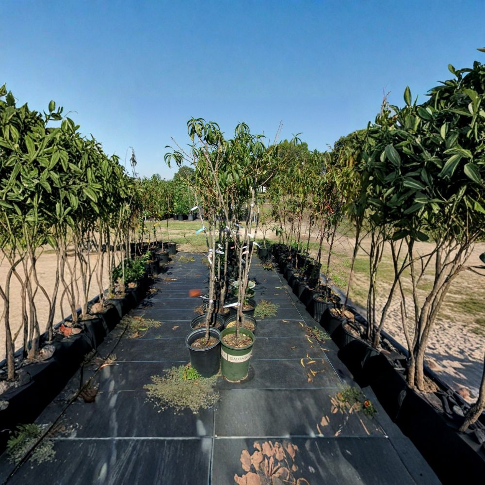 J.H. Hale Peach Tree – Live Fruit Tree with Sweet Freestone Peaches, Prunus persica, Mid-Season Harvest