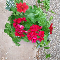 Rose Red Citronella Ivy Geranium Cuttings – 3 Live Pelargonium peltatum Starters for Patio & Hanging Baskets