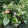 Asian Star Jasmine Live Plants | Lot of 15 Rooted Vines | Fragrant White Blooms | Trachelospermum asiaticum Groundcover & Climber