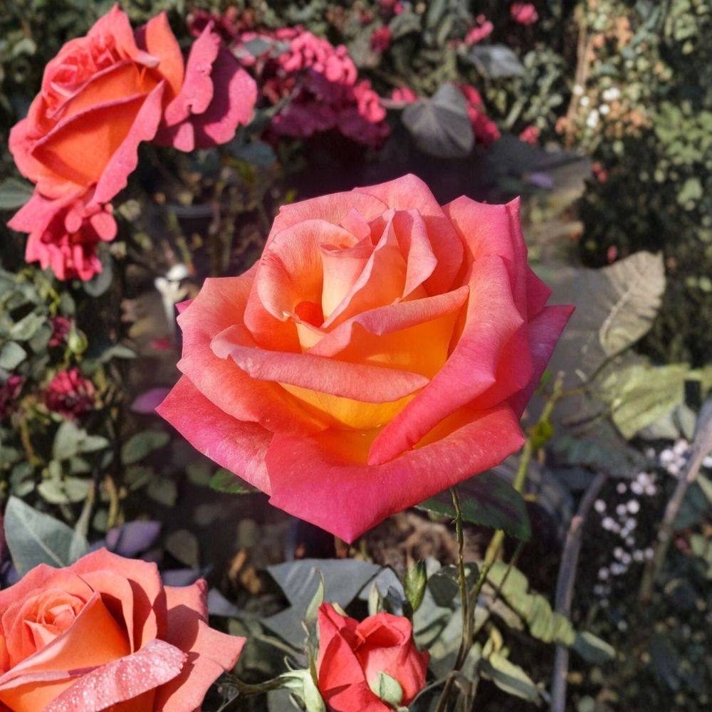 Hybrid Tea Rose Plant – Scarlet Yellow Bi-Color 2 Gallon Live Bush Rose | Large Blooms | Easy to Grow