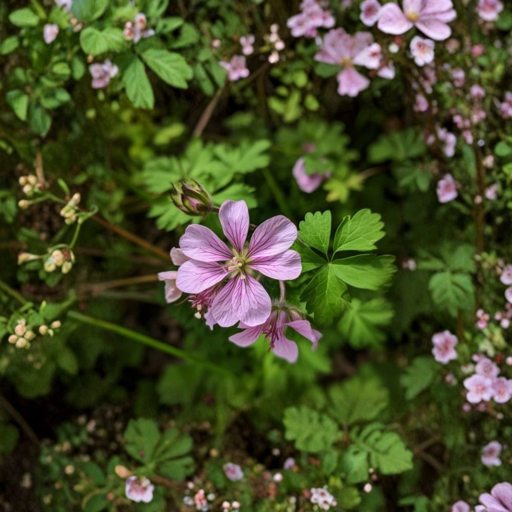 Wild Geranium Roots – Geranium maculatum, Pink-Flowering Perennial, 5 Bare Roots for Shade Gardens and Woodland Landscapes